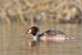 <p>POTÁPKA ROHÁČ (Podiceps cristatus) /Great grested grebe – Haubentaucher/</p>
